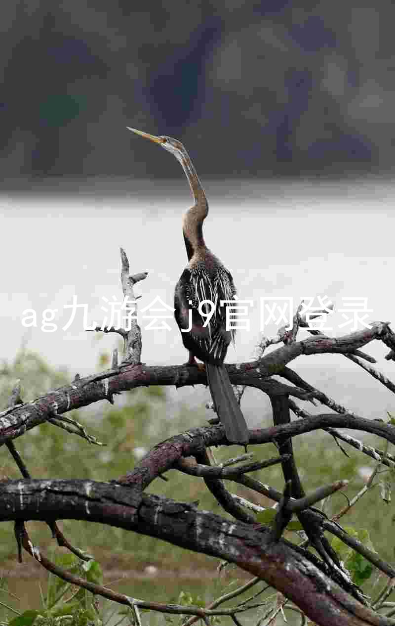 ag九游会j9官网登录
